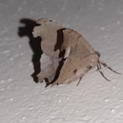 Phyllodonta indeterminata