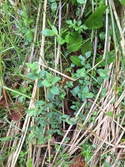Hypericum tetrapterum
