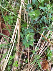 Hypericum tetrapterum