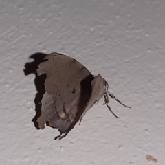 Phyllodonta indeterminata