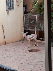 Gazella dorcas