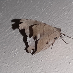 Phyllodonta indeterminata