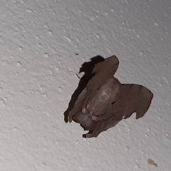 Phyllodonta indeterminata