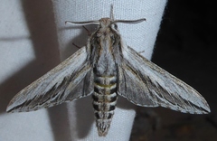 Sphinx dollii