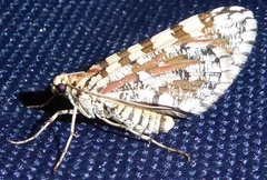 Stamnodes tessellata