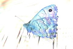 Hipparchia tamadabae