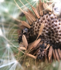 Scolopostethus affinis