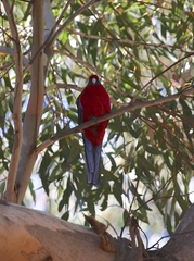Platycercus elegans melanopterus