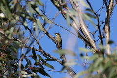 Lichenostomus cratitius