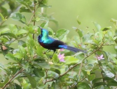 Cinnyris erythrocercus