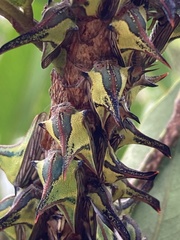 Umbonia crassicornis image