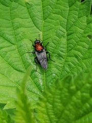 Clitellaria ephippium