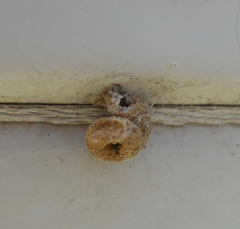 Apterona helicoidella