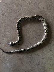 Bothrops jararacussu