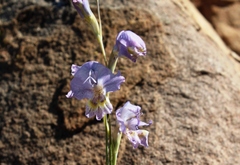 Gladiolus marlothii