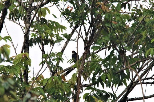 iNaturalist image