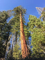Sequoiadendron