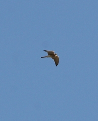 Falco cenchroides cenchroides