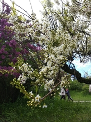 Xanthoceras sorbifolium