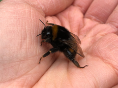 Bombus