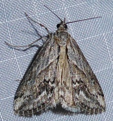 Evergestis simulatilis