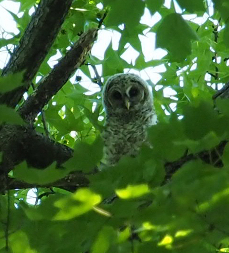 Barred Owl photographed in Virginia