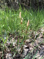 Equisetum sylvaticum