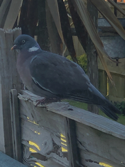 Columba palumbus