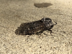 Prionoxystus macmurtrei