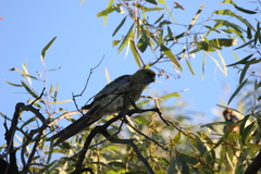 Platycercus elegans flaveolus