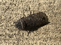 Prionoxystus macmurtrei