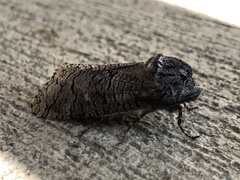 Prionoxystus macmurtrei