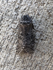 Prionoxystus macmurtrei