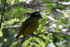 Philepitta schlegeli