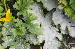 Golovinomyces tabaci