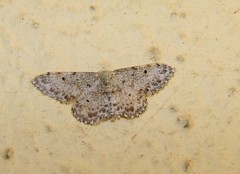 Idaea camparia