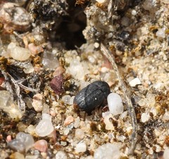Melanimon tibiale