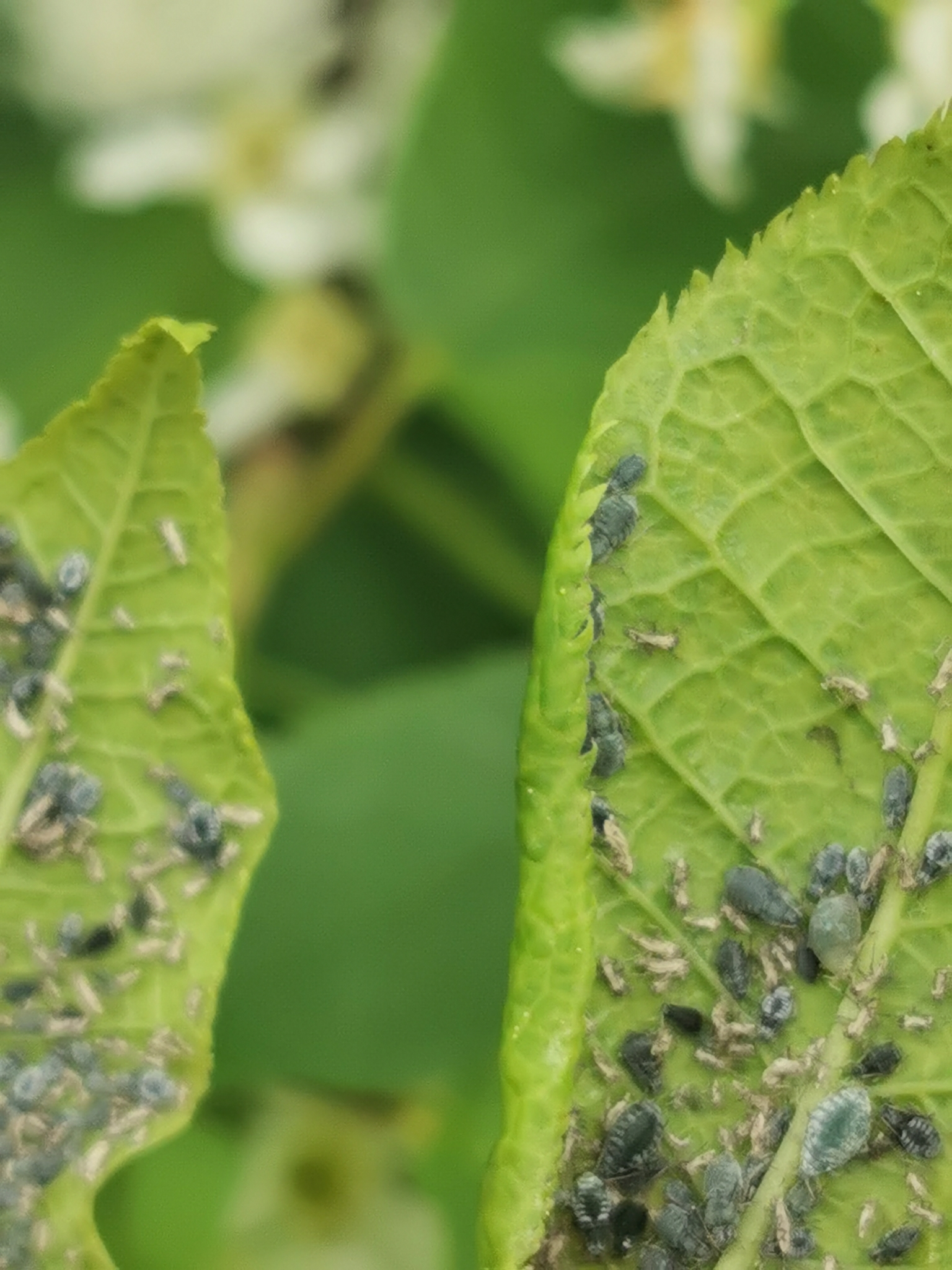 Rhopalosiphum padi (Linnaeus, 1758)