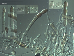 Golovinomyces tabaci