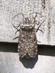 Prionoxystus macmurtrei