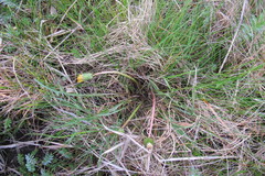 Taraxacum balticum