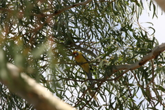 Platycercus elegans flaveolus