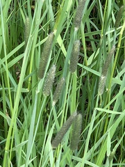 Alopecurus pratensis