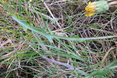 Taraxacum balticum