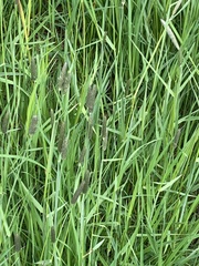 Alopecurus pratensis