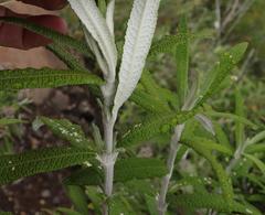 Buddleja loricata