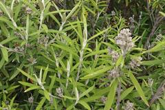 Buddleja loricata