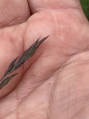 Poaceae