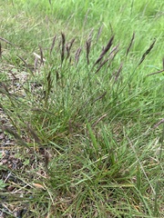 Poaceae