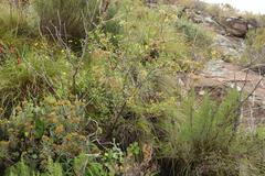 Polemannia simplicior